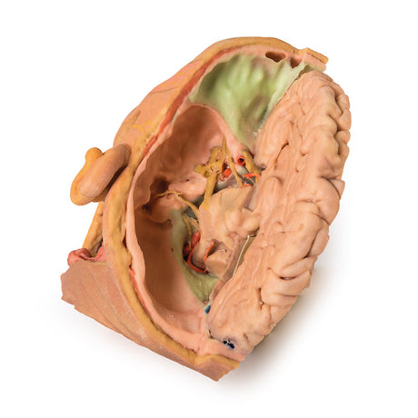 Head and Neck