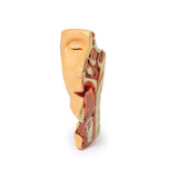 Deep face/Infratemporal fossa | EZ-MP1665 | Sim & Skills Ltd