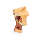 Deep face/Infratemporal fossa | EZ-MP1665 | Sim & Skills Ltd