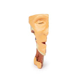 Deep face/Infratemporal fossa | EZ-MP1665 | Sim & Skills Ltd