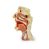 Deep face/Infratemporal fossa | EZ-MP1665 | Sim & Skills Ltd