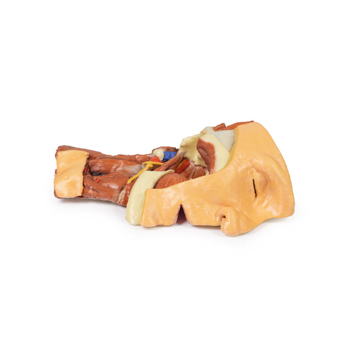 Deep face/Infratemporal fossa | EZ-MP1665 | Sim & Skills Ltd