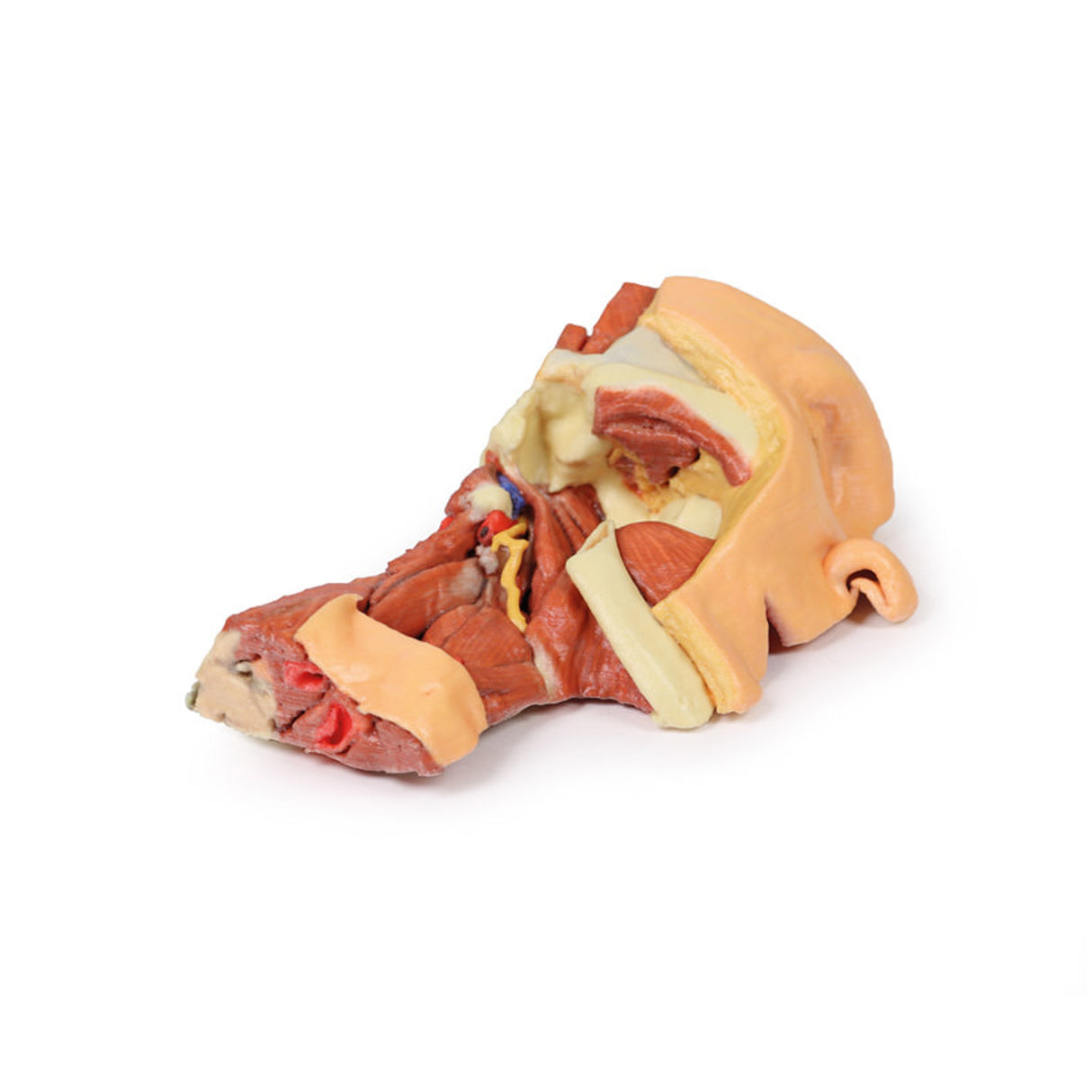Deep face/Infratemporal fossa | EZ-MP1665 | Sim & Skills Ltd