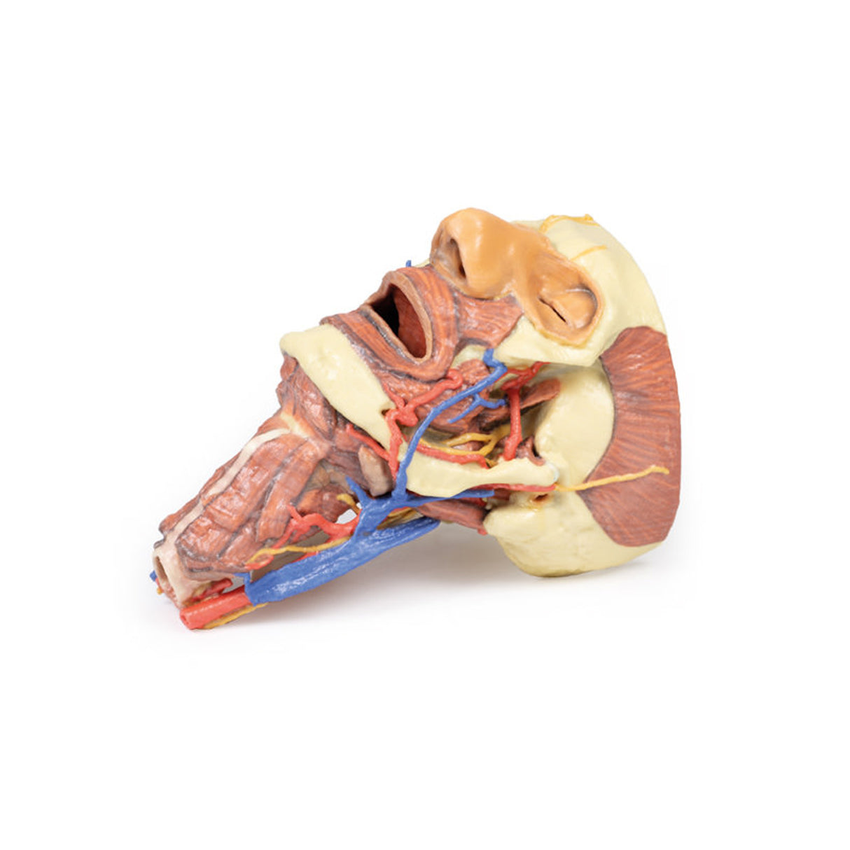 Head and visceral column of the neck | EZ-MP1670 | Sim & Skills Ltd