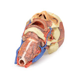 Head and visceral column of the neck | EZ-MP1670 | Sim & Skills Ltd