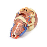 Head and visceral column of the neck | EZ-MP1670 | Sim & Skills Ltd