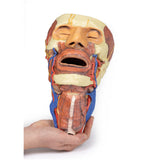 Head and visceral column of the neck | EZ-MP1670 | Sim & Skills Ltd