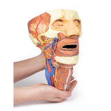 Head and visceral column of the neck | EZ-MP1670 | Sim & Skills Ltd