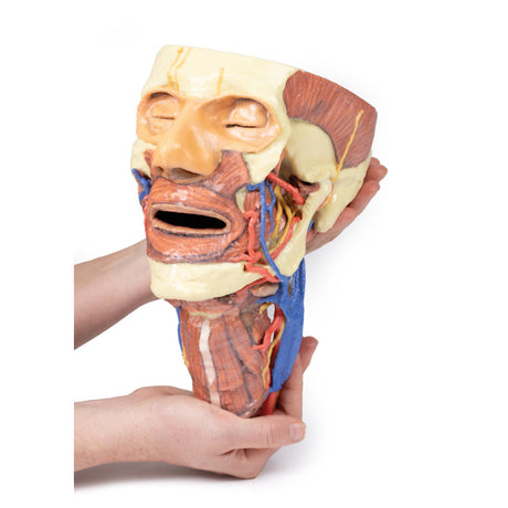 Head and visceral column of the neck | EZ-MP1670 | Sim & Skills Ltd