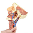 Head and visceral column of the neck | EZ-MP1670 | Sim & Skills Ltd