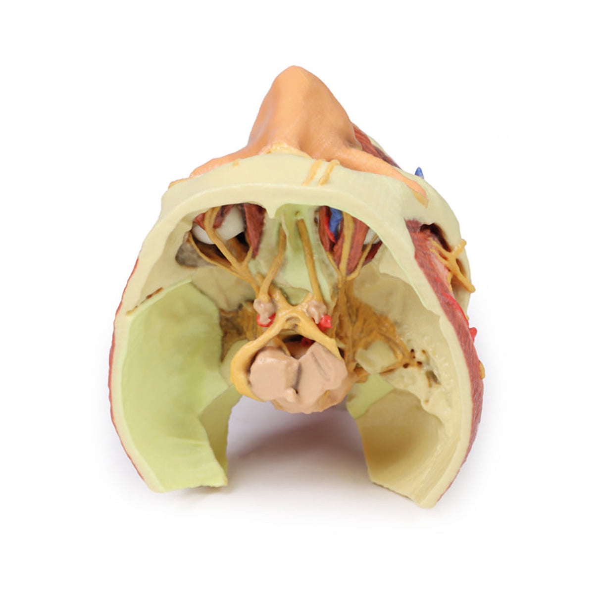 Head and visceral column of the neck | EZ-MP1670 | Sim & Skills Ltd