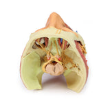 Head and visceral column of the neck | EZ-MP1670 | Sim & Skills Ltd