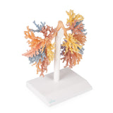 Bronchial Tree | EZ-MP1690 | Sim & Skills Ltd