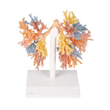 Bronchial Tree | EZ-MP1690 | Sim & Skills Ltd