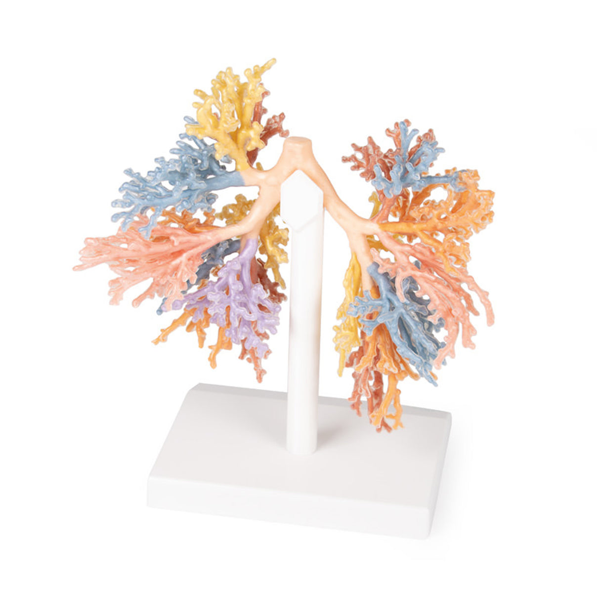 Bronchial Tree | EZ-MP1690 | Sim & Skills Ltd