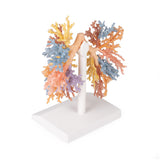 Bronchial Tree | EZ-MP1690 | Sim & Skills Ltd