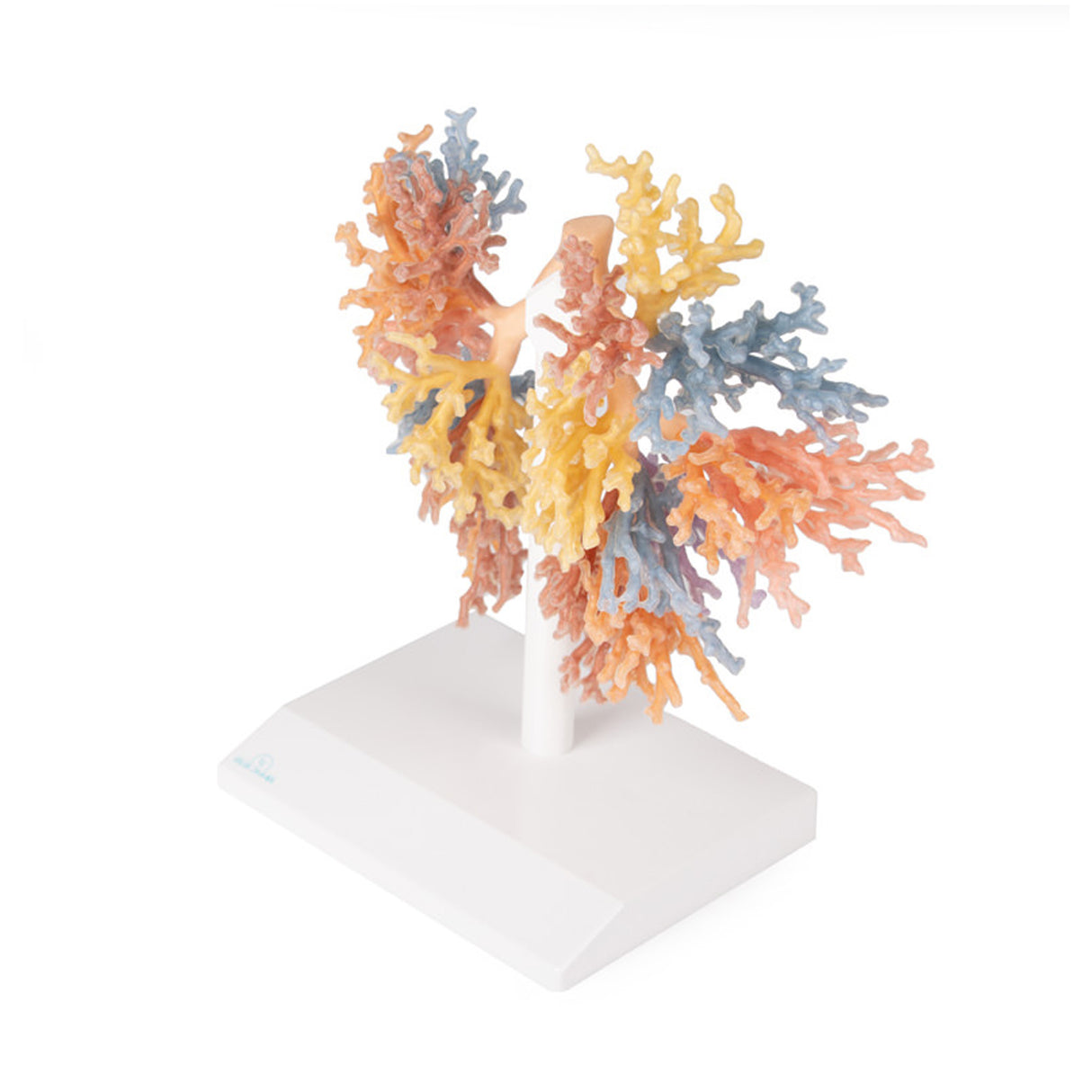 Bronchial Tree | EZ-MP1690 | Sim & Skills Ltd