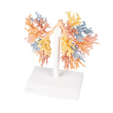 Bronchial Tree | EZ-MP1690 | Sim & Skills Ltd