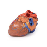 Heart | EZ-MP1700 | Sim & Skills Ltd