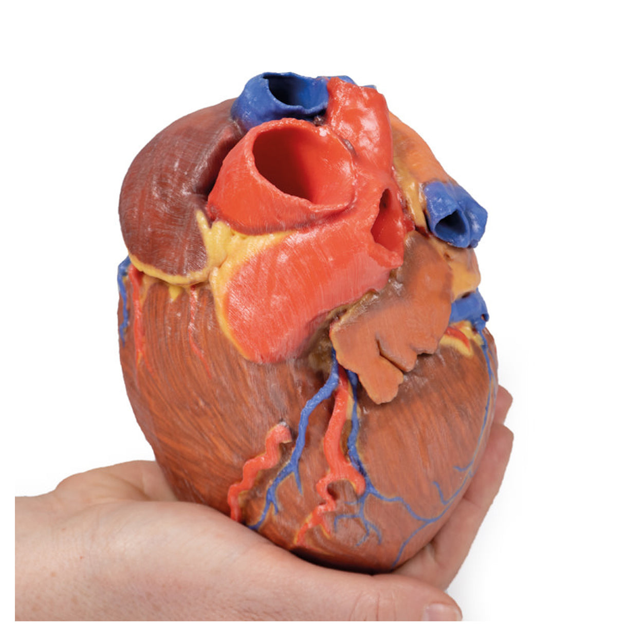 Heart | EZ-MP1700 | Sim & Skills Ltd