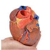 Heart | EZ-MP1700 | Sim & Skills Ltd