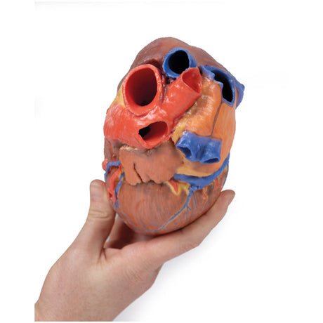 Heart | EZ-MP1700 | Sim & Skills Ltd