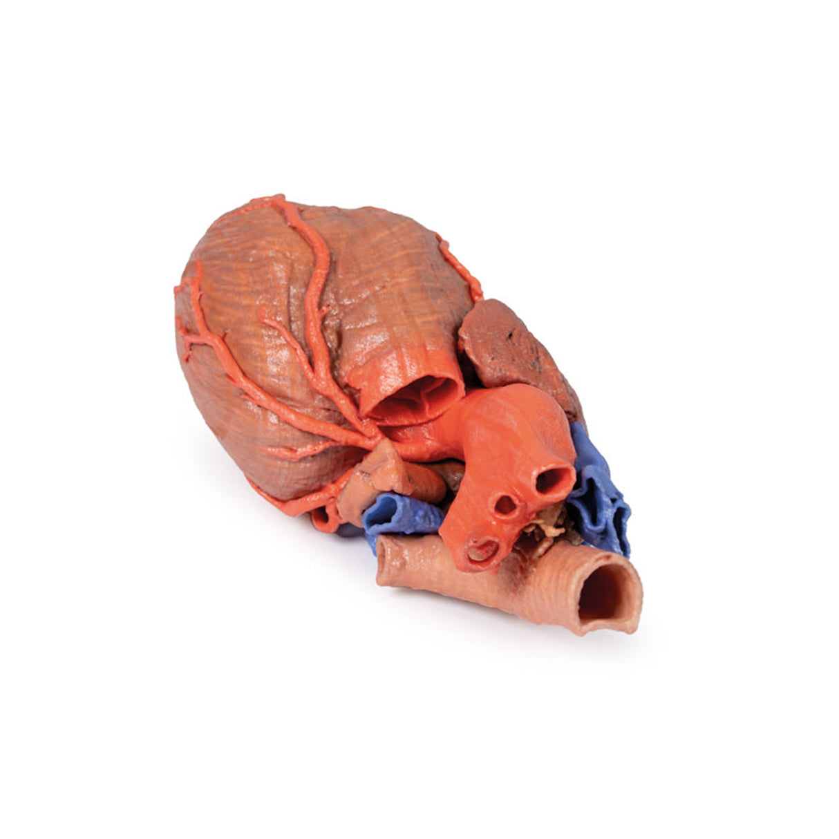 Heart and the distal trachea, carina and primary bronchi | EZ-MP1710 | Sim & Skills Ltd