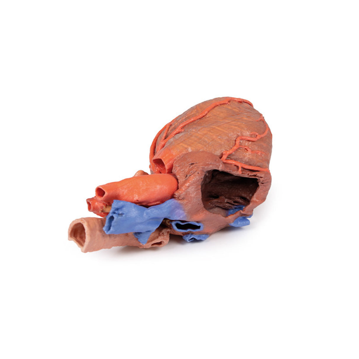 Heart and the distal trachea, carina and primary bronchi | EZ-MP1710 | Sim & Skills Ltd