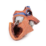 Heart internal structures | EZ-MP1715 | Sim & Skills Ltd