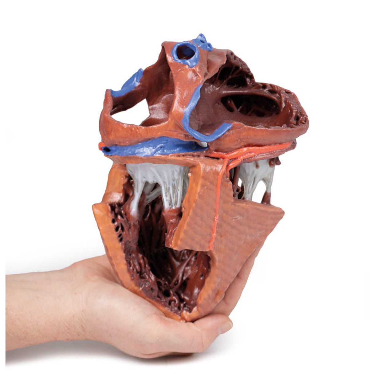Heart internal structures | EZ-MP1715 | Sim & Skills Ltd