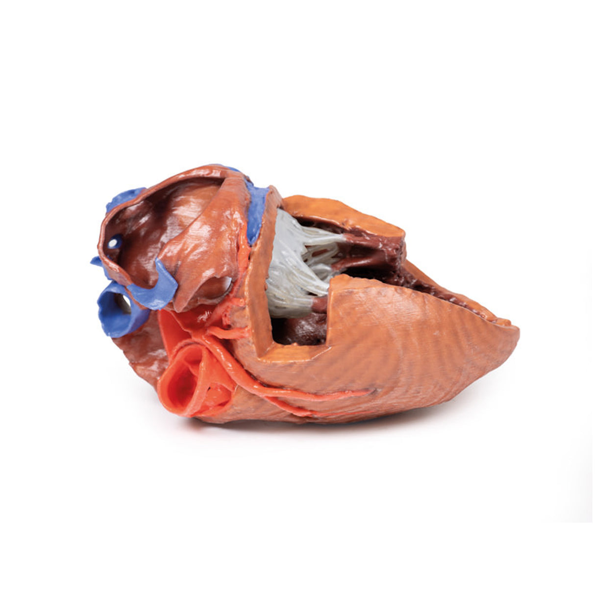 Heart internal structures | EZ-MP1715 | Sim & Skills Ltd