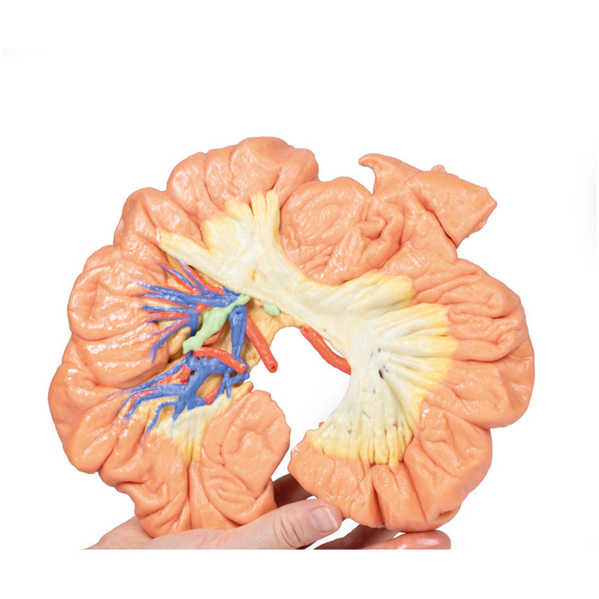 Bowel - Portion of Ileum | EZ-MP1725 | Sim & Skills Ltd