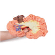 Bowel - Portion of Ileum | EZ-MP1725 | Sim & Skills Ltd