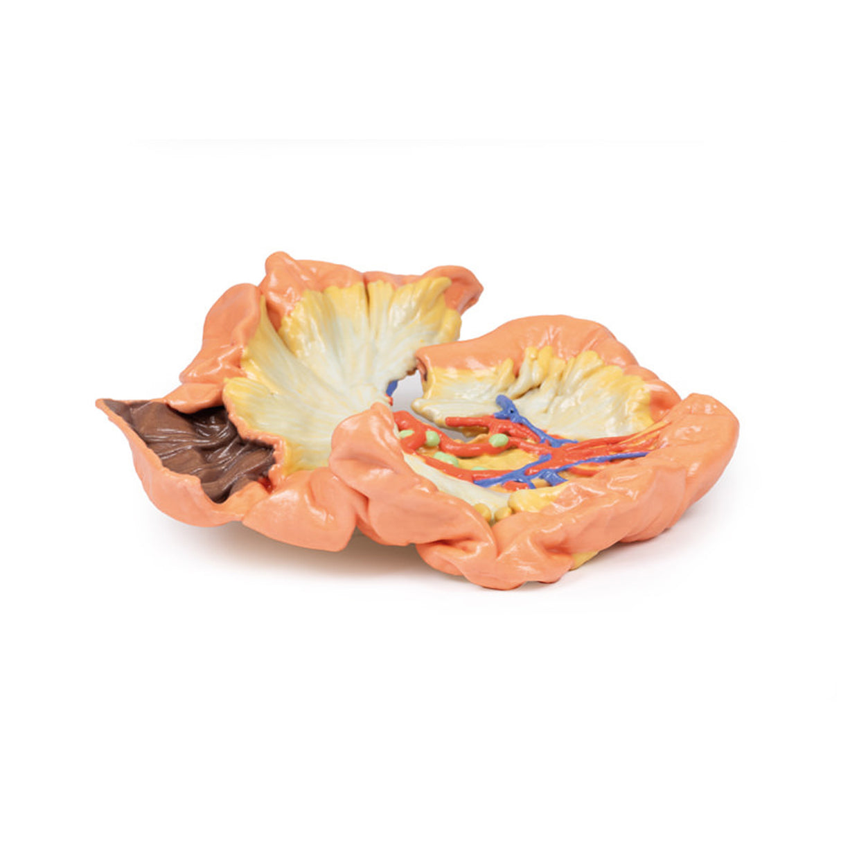 Bowel - Portion of Jejenum | EZ-MP1730 | Sim & Skills Ltd