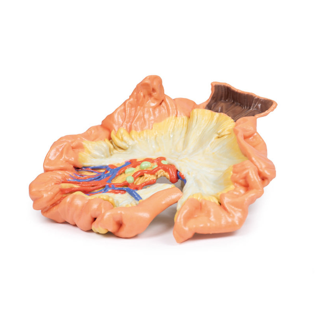 Bowel - Portion of Jejenum | EZ-MP1730 | Sim & Skills Ltd