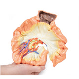 Bowel - Portion of Jejenum | EZ-MP1730 | Sim & Skills Ltd
