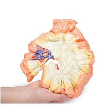 Bowel - Portion of Jejenum | EZ-MP1730 | Sim & Skills Ltd