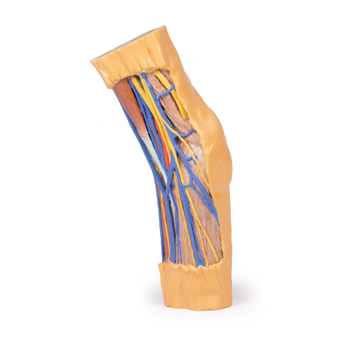 Cubital Fossa | EZ-MP1750 | Sim & Skills Ltd