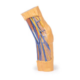 Cubital Fossa | EZ-MP1750 | Sim & Skills Ltd