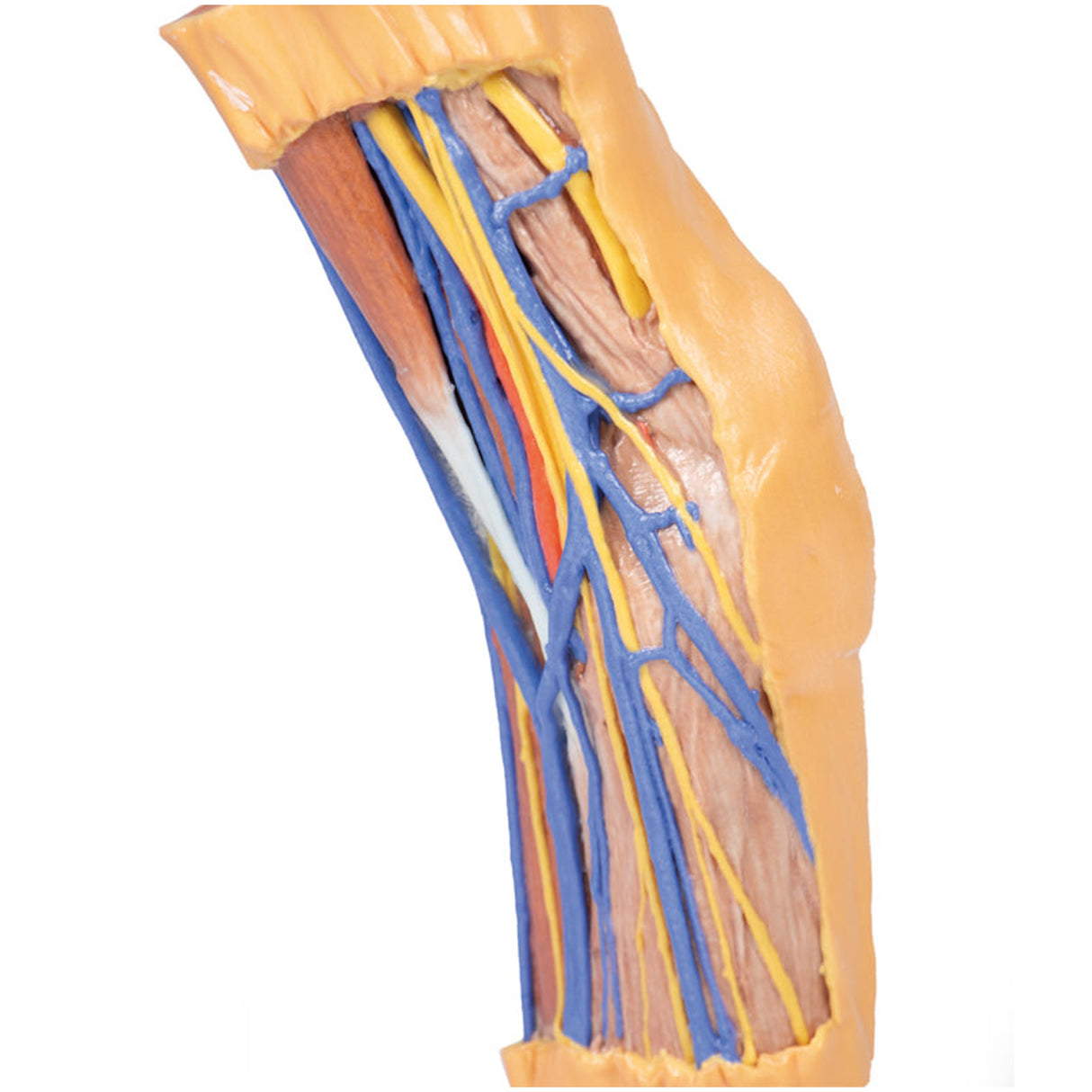 Cubital Fossa | EZ-MP1750 | Sim & Skills Ltd