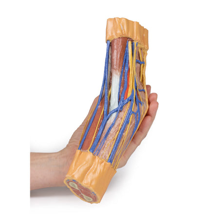 Cubital Fossa | EZ-MP1750 | Sim & Skills Ltd