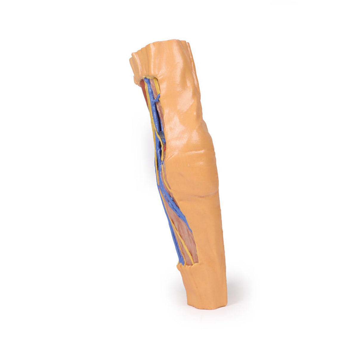 Cubital Fossa | EZ-MP1750 | Sim & Skills Ltd