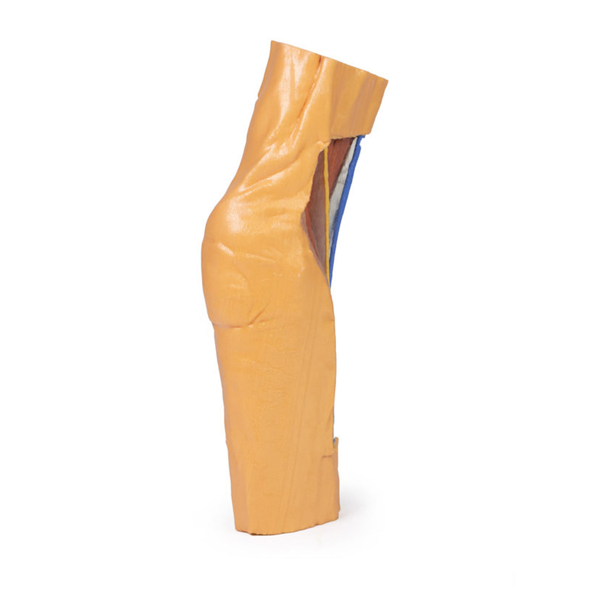 Cubital Fossa | EZ-MP1750 | Sim & Skills Ltd