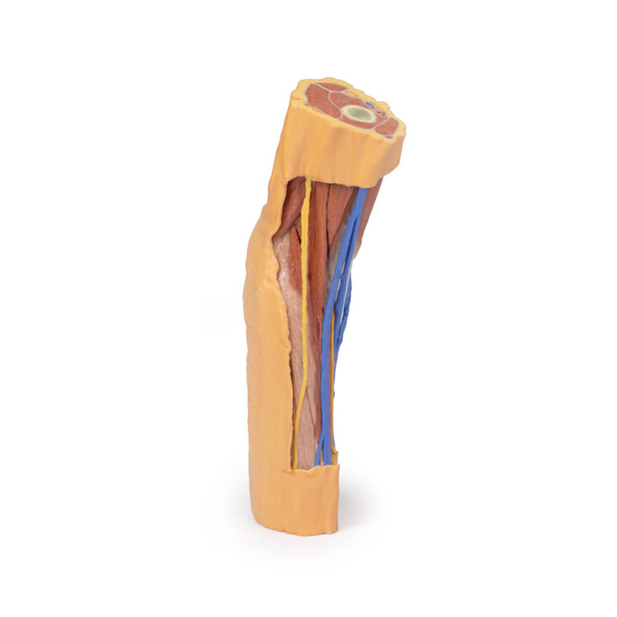 Cubital Fossa | EZ-MP1750 | Sim & Skills Ltd