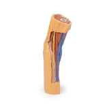 Cubital Fossa | EZ-MP1750 | Sim & Skills Ltd