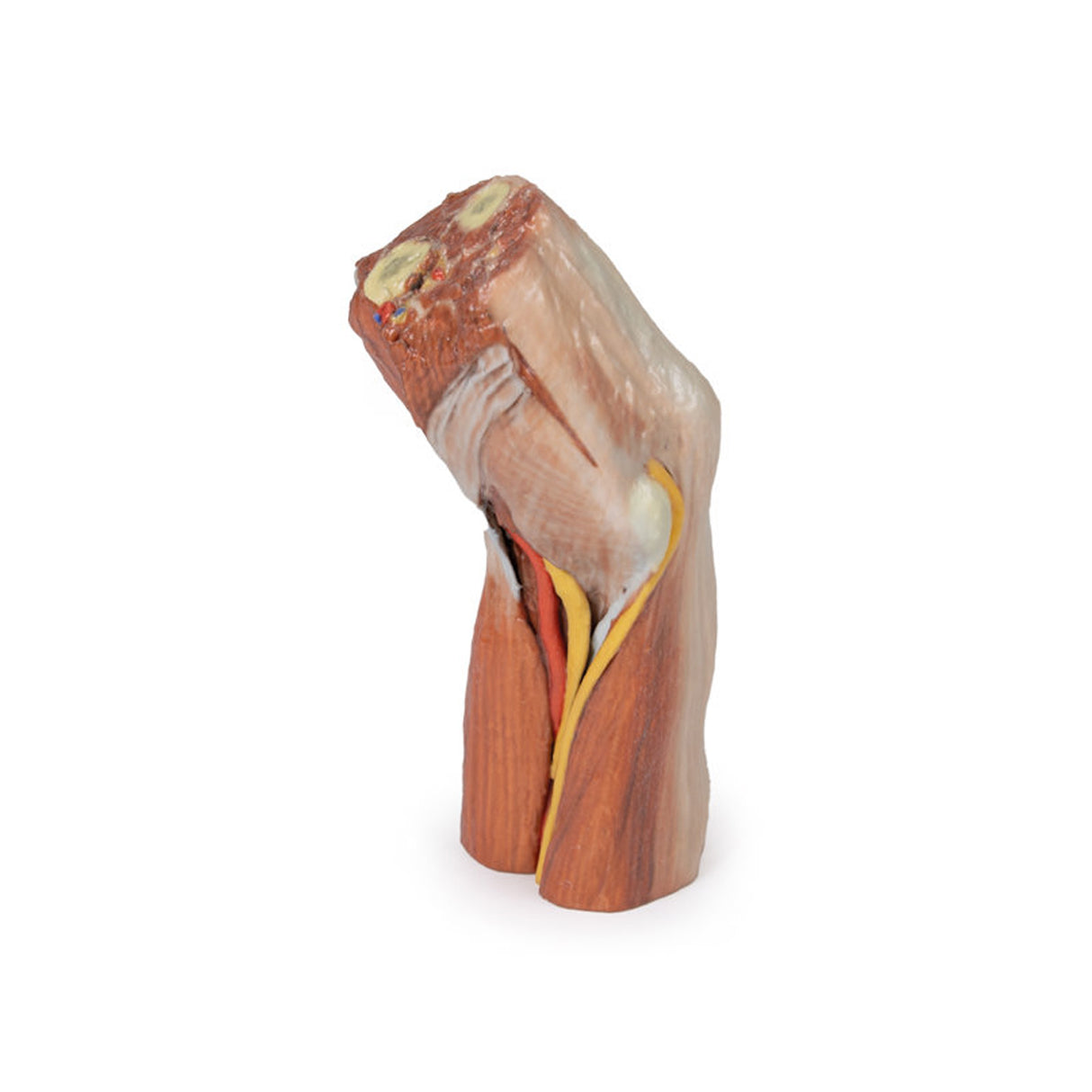 Cubital fossa - muscles, large nerves and the brachial artery | EZ-MP1755 | Sim & Skills Ltd