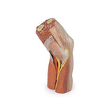 Cubital fossa - muscles, large nerves and the brachial artery | EZ-MP1755 | Sim & Skills Ltd