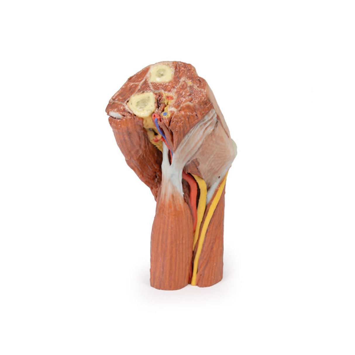 Cubital fossa - muscles, large nerves and the brachial artery | EZ-MP1755 | Sim & Skills Ltd
