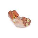 Cubital fossa - muscles, large nerves and the brachial artery | EZ-MP1755 | Sim & Skills Ltd