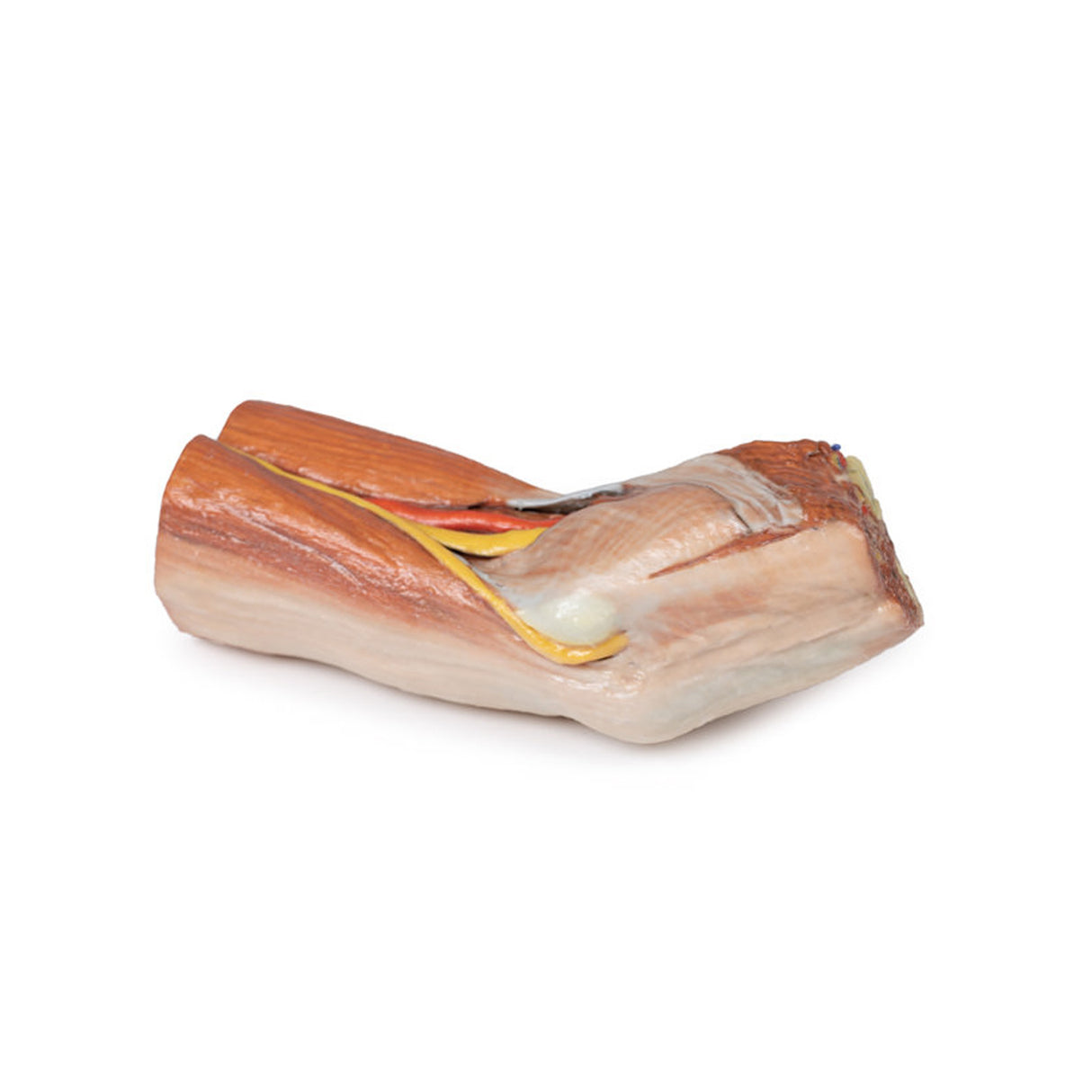 Cubital fossa - muscles, large nerves and the brachial artery | EZ-MP1755 | Sim & Skills Ltd
